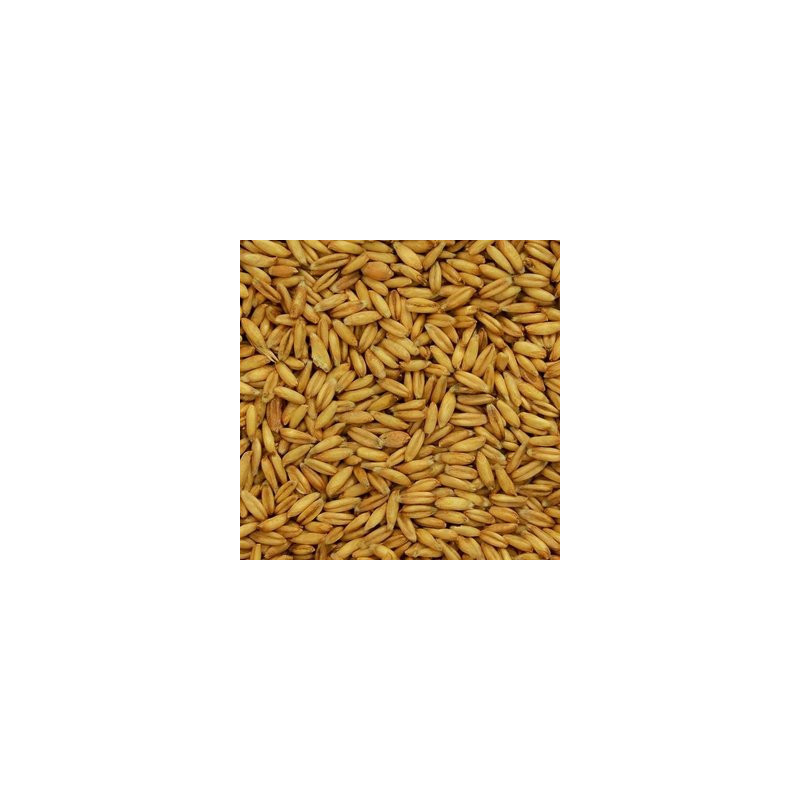 Nackthafer  25 kg