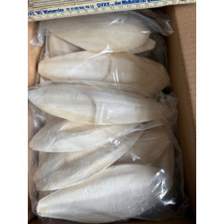 Sepiaschalen 1 kg im Karton